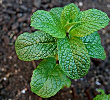 Mentha spicata, spearmint, 綠薄荷, Menta verde, Menthe verte, Grüne Minze, Groene munt, Hortelã-verde, кудрявая мята, Δυόσμος, 留兰香, fodormenta, 스피아민트, de aarmunt, mynte, grönmynta, نعناع