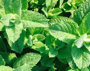 Vibrant apple mint leaves (Mentha suaveolens) in a natural setting