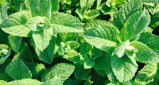 Vibrant apple mint leaves (Mentha suaveolens) in a natural setting