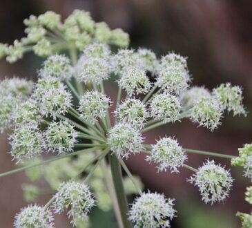 Angelica archangelica, Echte Engelwurz, Angelica, Ангелика лекарственная, アンゼリカ, 当归, حشيشة الملاك.