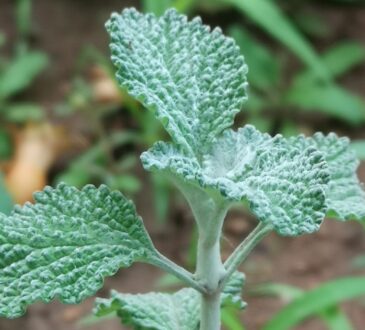 Horehound,مريوة, فرسيون, Marrubium, Marrube, Marrube común, Malort, Horehound, Marrube blanc, Белень, Μαρουβιο