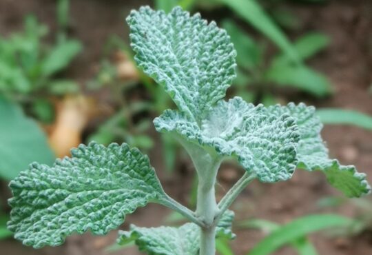 Horehound,مريوة, فرسيون, Marrubium, Marrube, Marrube común, Malort, Horehound, Marrube blanc, Белень, Μαρουβιο