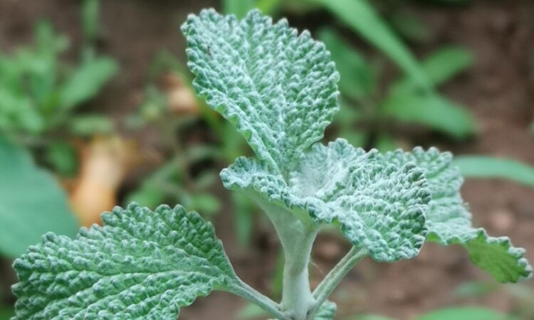 Horehound,مريوة, فرسيون, Marrubium, Marrube, Marrube común, Malort, Horehound, Marrube blanc, Белень, Μαρουβιο