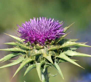 #CardoMariano #ChardonMarie #Mariendistel #CardoMariano #CardoDeLeite #حليبالشوك #SütDikeni #Расторопша #Γαϊδουράγκαθο