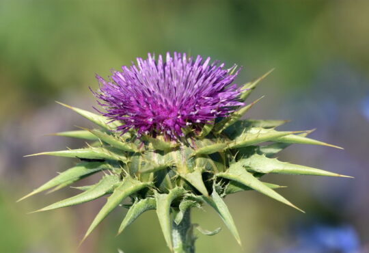 #CardoMariano #ChardonMarie #Mariendistel #CardoMariano #CardoDeLeite #حليبالشوك #SütDikeni #Расторопша #Γαϊδουράγκαθο