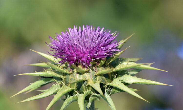 #CardoMariano #ChardonMarie #Mariendistel #CardoMariano #CardoDeLeite #حليبالشوك #SütDikeni #Расторопша #Γαϊδουράγκαθο