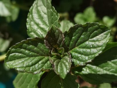 Peppermint, Peppermint Oil, Mentha piperita, Menta, Menthe poivrée, Pfefferminze, Pepermunt, Hortelã-pimenta, نعناع, Мята перечная, Δυόσμος, 薄荷