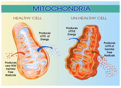 Mitochondria in Redox Dynamics