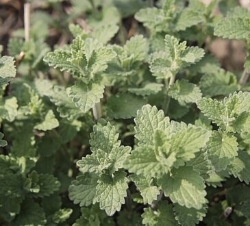 Lemon Catnip, Nepeta cataria citriodora, Hierba gatera limón, Menthe des chats citronnée, Zitronenkatzenminze, Citroen kattenkruid, Erva-gateira-limão, , Лимонная котовая мята, Καταπακτή λεμονιού