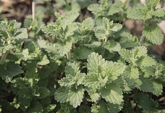 Lemon Catnip, Nepeta cataria citriodora, Hierba gatera limón, Menthe des chats citronnée, Zitronenkatzenminze, Citroen kattenkruid, Erva-gateira-limão, , Лимонная котовая мята, Καταπακτή λεμονιού