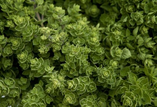 Oregano, Orégano, Origan, Oregano, Origano, Orégão, الزعتر, Kekik, Чабрец, Ρίγανη