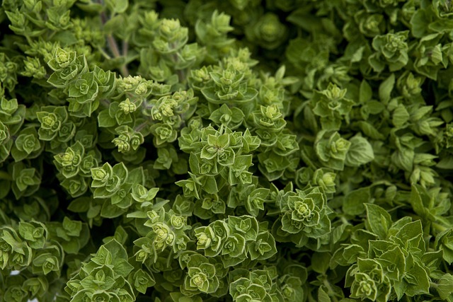 Oregano, Orégano, Origan, Oregano, Origano, Orégão, الزعتر, Kekik, Чабрец, Ρίγανη