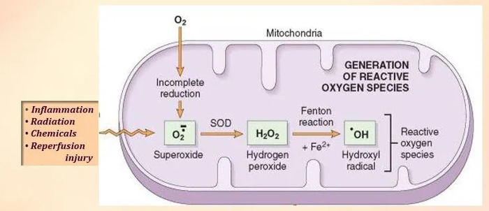 Oxygen entering mitochondria triggers cellular respiration, leading to the formation of ROS