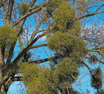 VISCUM ALBUM MISTLETOE