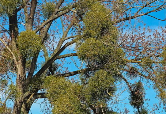 VISCUM ALBUM MISTLETOE