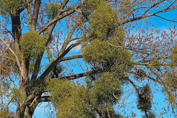 VISCUM ALBUM MISTLETOE