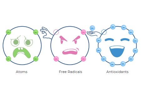 antioxidant donates an electron to a free radical