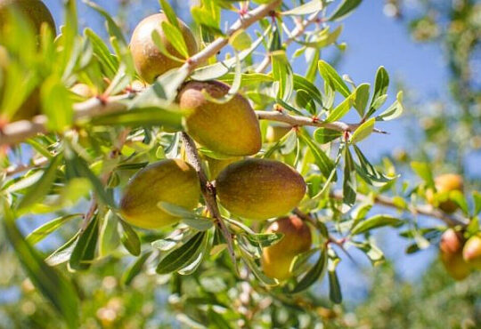 Argan tree argania spinosa