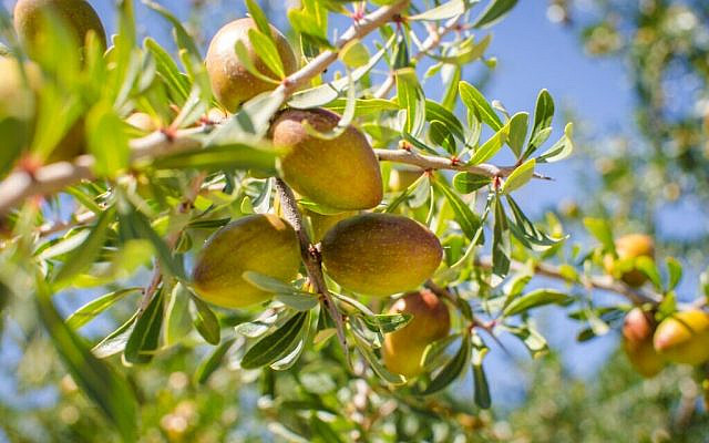 Argan tree argania spinosa