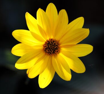 Mountain Tobacco, Leopard's Bane, Wolfsbane, Wound Herb, Sneezewort, Alpenglühen, трава, گل کوهی, βότανο, Dağ Çiçeği, 山菊