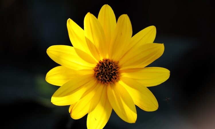 Mountain Tobacco, Leopard's Bane, Wolfsbane, Wound Herb, Sneezewort, Alpenglühen, трава, گل کوهی, βότανο, Dağ Çiçeği, 山菊