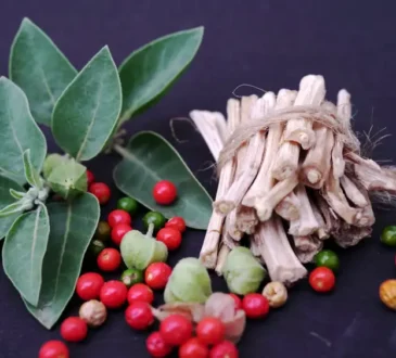 Ashwagandha, Ашвагандха, Ασβαγκάντα, اشواغاندا, Ashwagandha, آشواگاندھا, Ashwagandha, Kuşdili