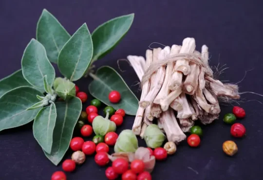 Ashwagandha, Ашвагандха, Ασβαγκάντα, اشواغاندا, Ashwagandha, آشواگاندھا, Ashwagandha, Kuşdili
