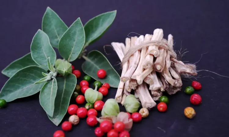 Ashwagandha, Ашвагандха, Ασβαγκάντα, اشواغاندا, Ashwagandha, آشواگاندھا, Ashwagandha, Kuşdili