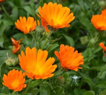 Calendula shining yellow flowers