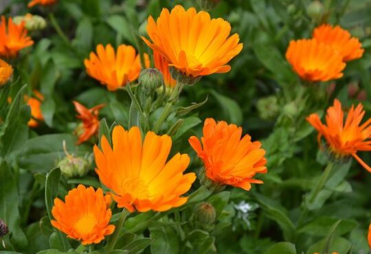 Calendula shining yellow flowers