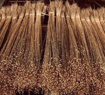 When the Linum usitatissimum plant dries, it yields flax seeds.