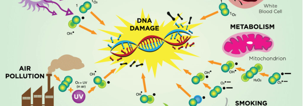 sources of free radicals: UV radiation, pollution, smoking, and certain foods.