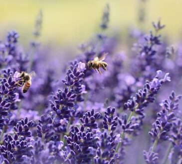 True Lavender, Lavanda verdadera, Vraie lavande, Echter Lavendel, Vera lavanda, Lavanda verdadeira, الخزامى الحقيقية, Gerçek lavanta, Настоящий лаванда, Αληθινή λεβάντα