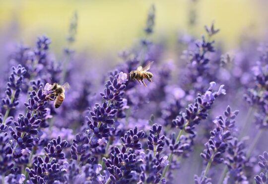 True Lavender, Lavanda verdadera, Vraie lavande, Echter Lavendel, Vera lavanda, Lavanda verdadeira, الخزامى الحقيقية, Gerçek lavanta, Настоящий лаванда, Αληθινή λεβάντα