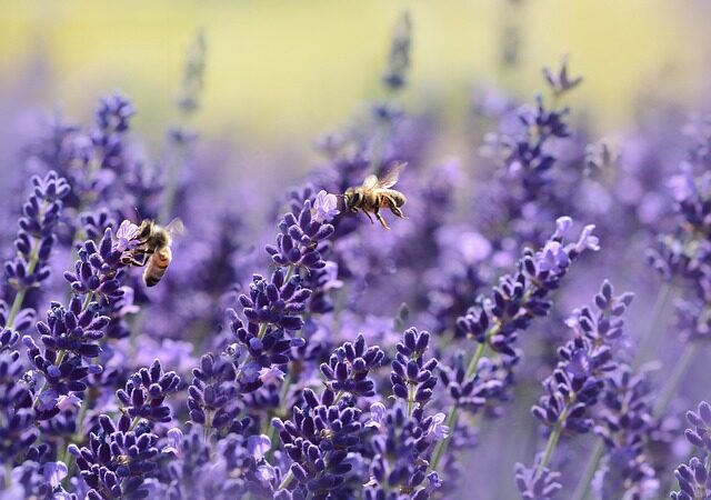 True Lavender, Lavanda verdadera, Vraie lavande, Echter Lavendel, Vera lavanda, Lavanda verdadeira, الخزامى الحقيقية, Gerçek lavanta, Настоящий лаванда, Αληθινή λεβάντα