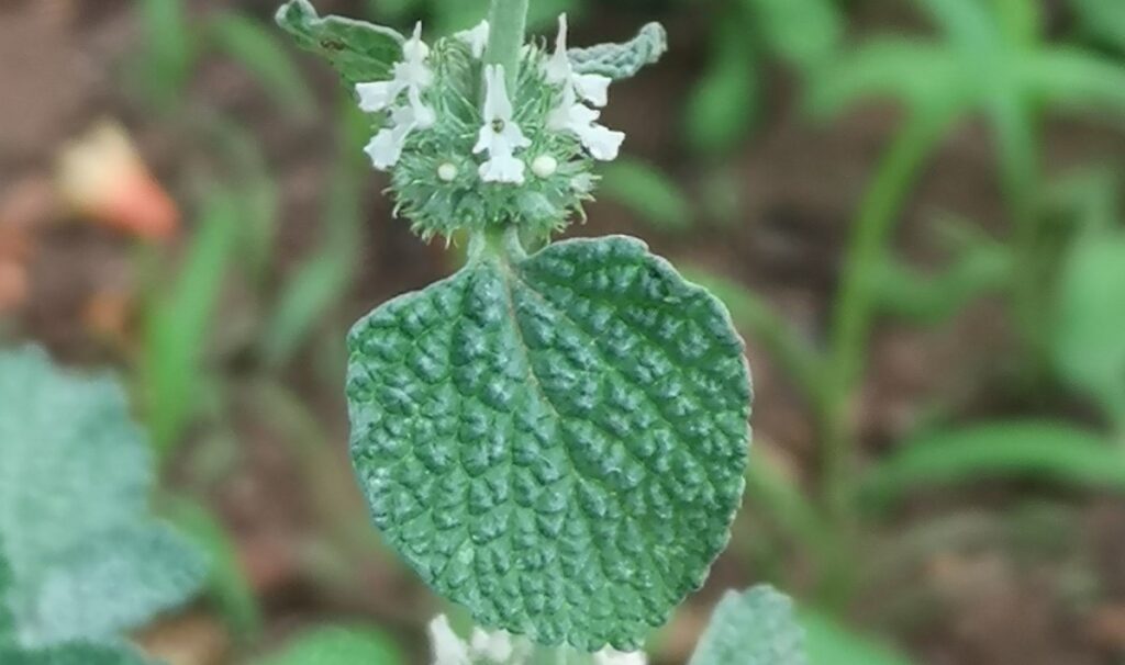 Horehound,مريوة, فرسيون, Marrubium, Marrube, Marrube común, Malort, Horehound, Marrube blanc, Белень, Μαρουβιο