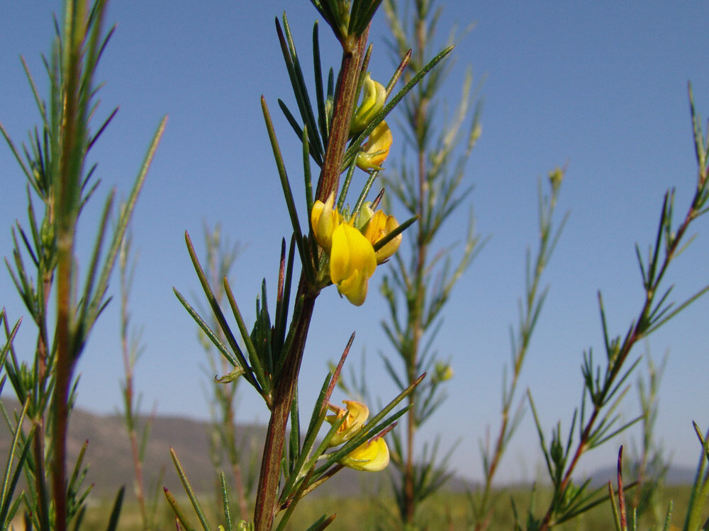 ROOIBOS LEAVES AND FLOWERS