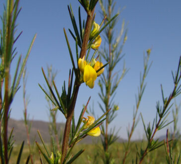 ROOIBOS LEAVES AND FLOWERS