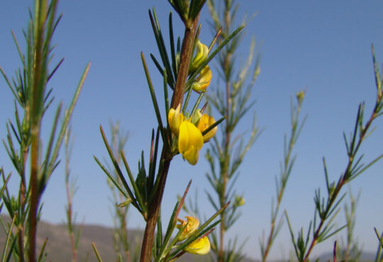 ROOIBOS LEAVES AND FLOWERS