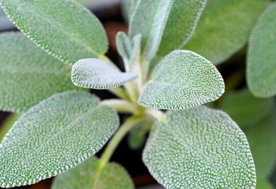 Salbei, Sauge, Salvia, Salvia, Шалфей, セージ, 鼠尾草, سالمية, Salbei