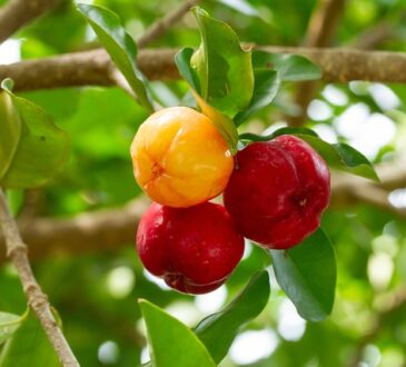 Acerola berries are known for their high vitamin C content