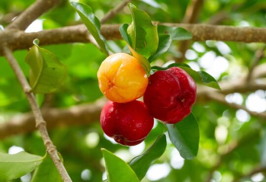 Acerola berries are known for their high vitamin C content