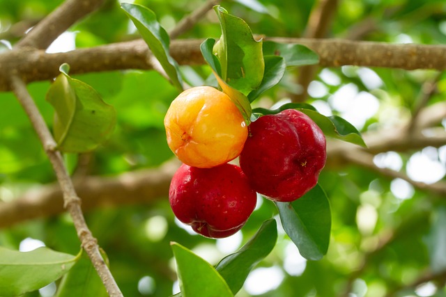 Acerola berries are known for their high vitamin C content