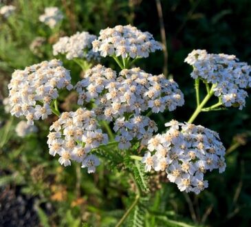 Achillea millefolium, Yarrow, القيصوم, أخلية, الحزنبل, 蓍, Achillée millefeuille, Milenrama, Schafgarbe, Achillea millefoglie, Aquiléia, Тысячелистник, 蓍, Αχίλλεια
