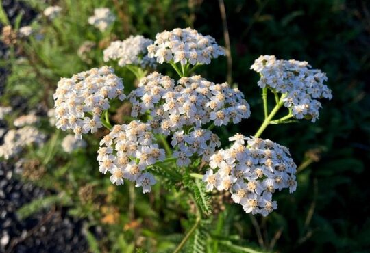 Achillea millefolium, Yarrow, القيصوم, أخلية, الحزنبل, 蓍, Achillée millefeuille, Milenrama, Schafgarbe, Achillea millefoglie, Aquiléia, Тысячелистник, 蓍, Αχίλλεια