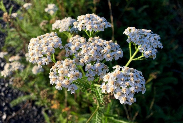 Achillea millefolium, Yarrow, القيصوم, أخلية, الحزنبل, 蓍, Achillée millefeuille, Milenrama, Schafgarbe, Achillea millefoglie, Aquiléia, Тысячелистник, 蓍, Αχίλλεια