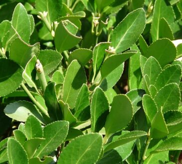 Laurus nobilis, Bay leaf, Defne yaprağı, ورق الغار - ورق سيدنا موسى, 月桂, Folha de louro, Lauro foglia, Laurbærblad, Feuille de laurier, Laurierblaadje, तेजपत्ता, Laurel leaf.