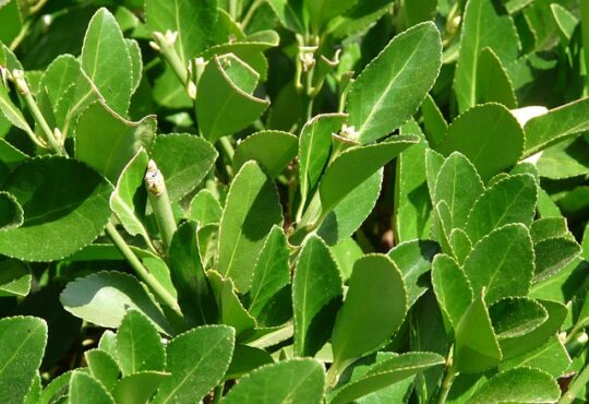 Laurus nobilis, Bay leaf, Defne yaprağı, ورق الغار - ورق سيدنا موسى, 月桂, Folha de louro, Lauro foglia, Laurbærblad, Feuille de laurier, Laurierblaadje, तेजपत्ता, Laurel leaf.