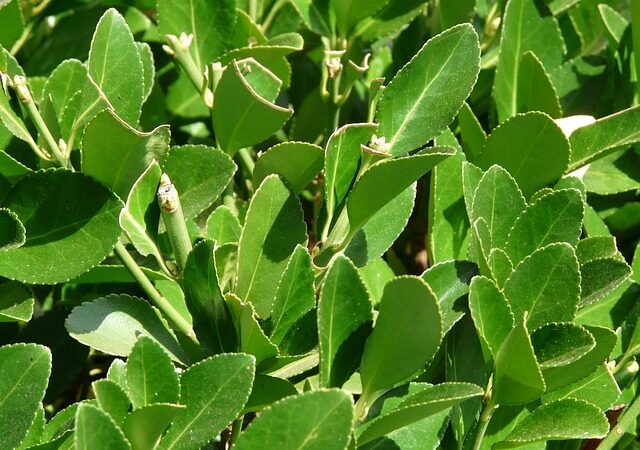 Laurus nobilis, Bay leaf, Defne yaprağı, ورق الغار - ورق سيدنا موسى, 月桂, Folha de louro, Lauro foglia, Laurbærblad, Feuille de laurier, Laurierblaadje, तेजपत्ता, Laurel leaf.