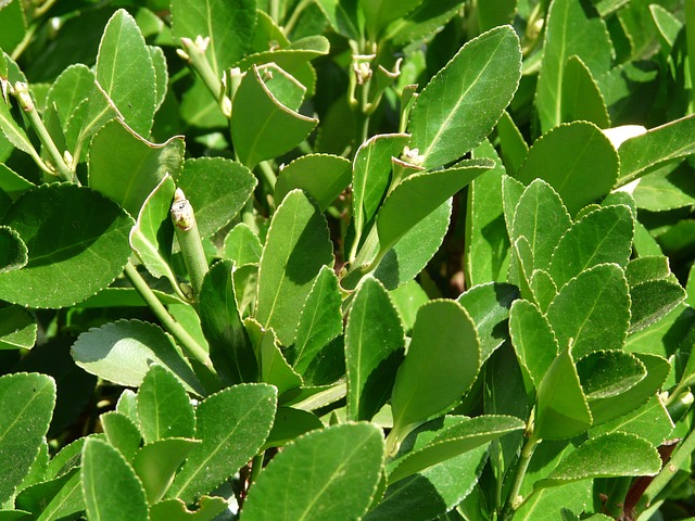Laurus nobilis, Bay leaf, Defne yaprağı, ورق الغار - ورق سيدنا موسى, 月桂, Folha de louro, Lauro foglia, Laurbærblad, Feuille de laurier, Laurierblaadje, तेजपत्ता, Laurel leaf.